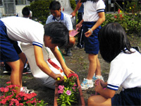 倉渕川浦小学校　「花いっぱい運動」でナデシコを植える
